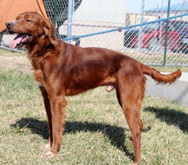 Irish setter doberman store mix